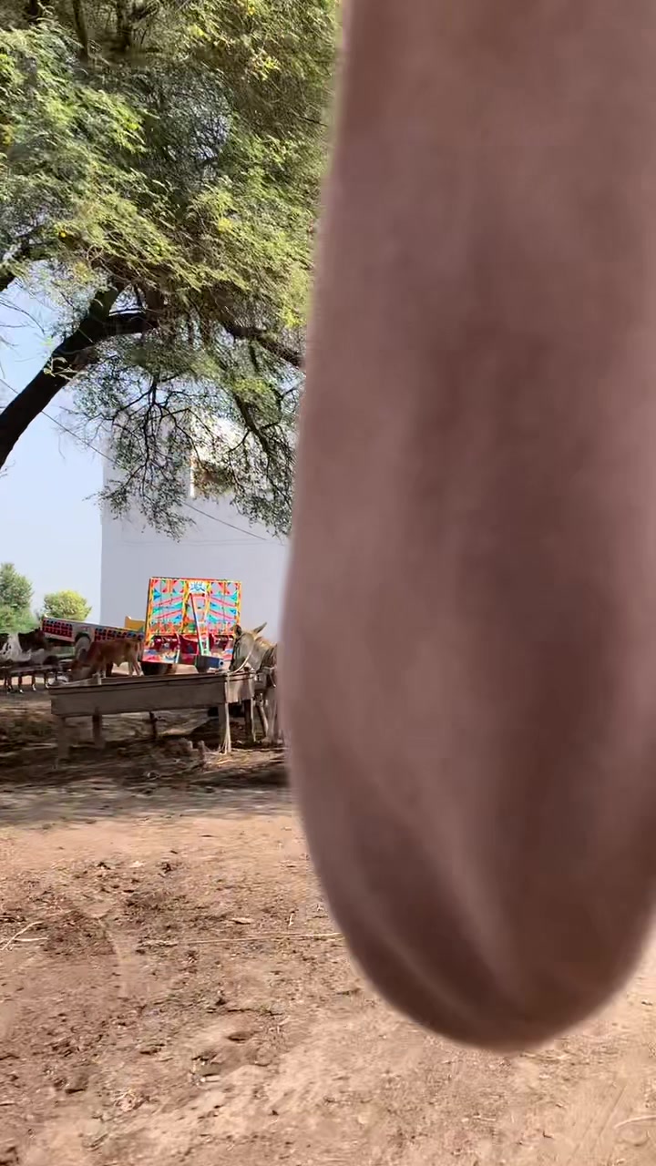 @میراپنجاب🌾🌞🌳