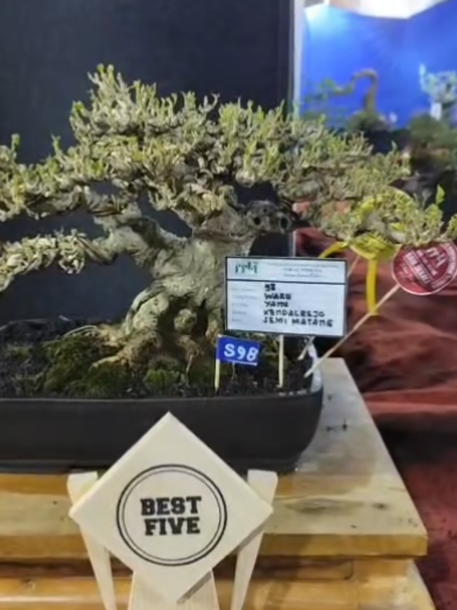 @Yanubonsai