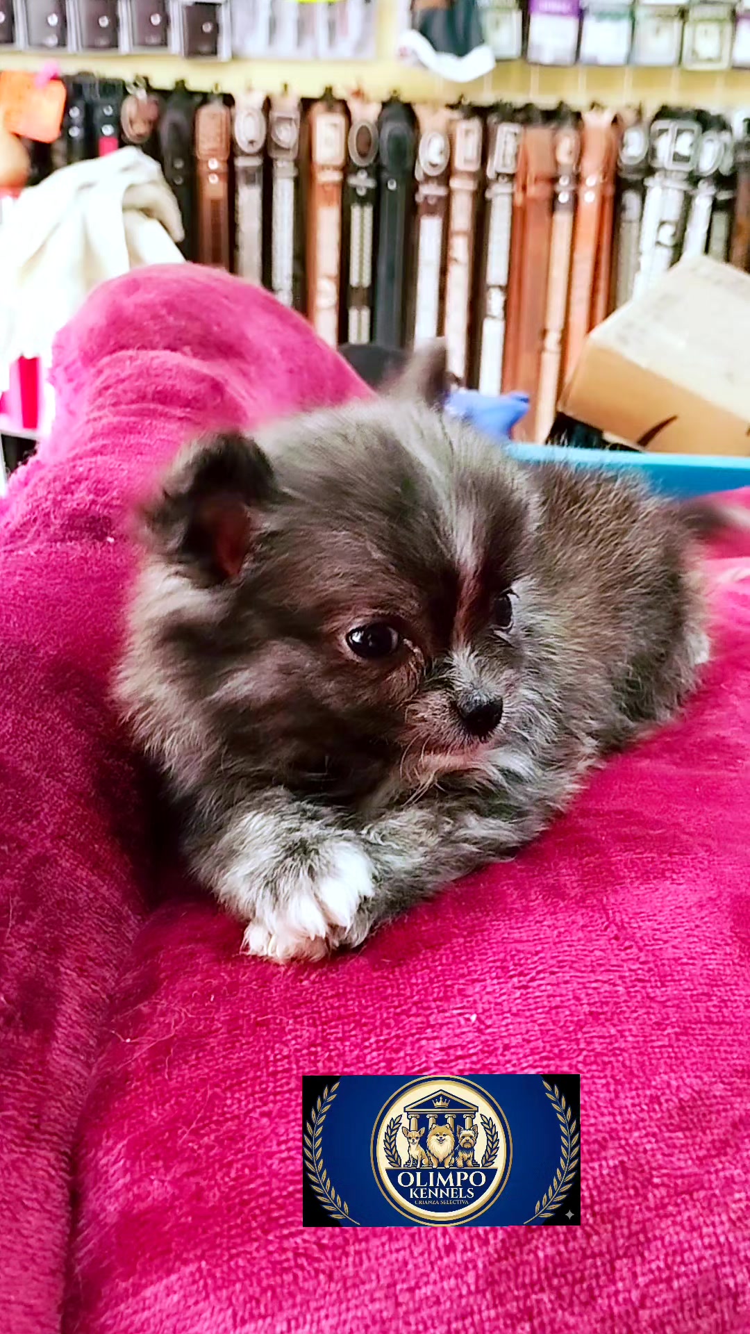 @olimpokennels