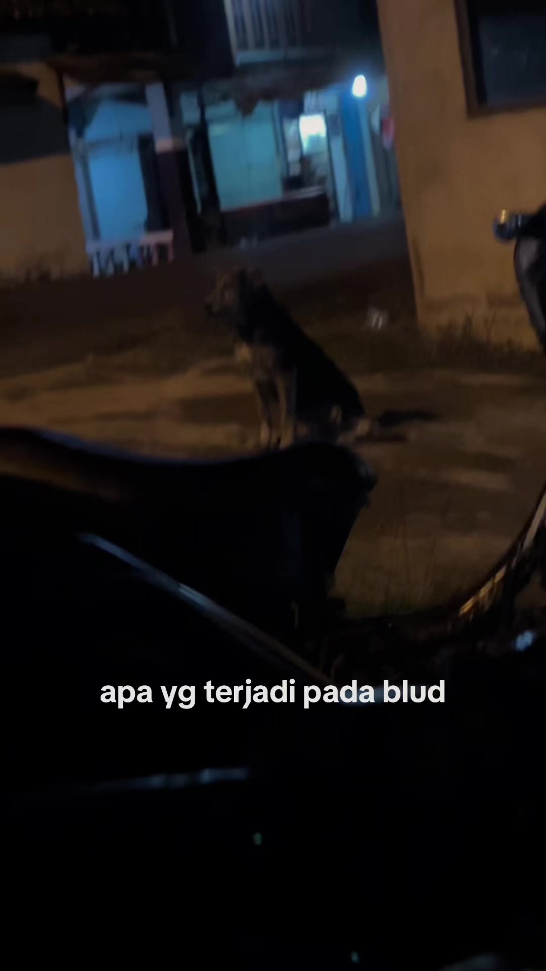 @camel.vista