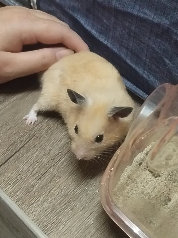 @鼠不盡的精彩