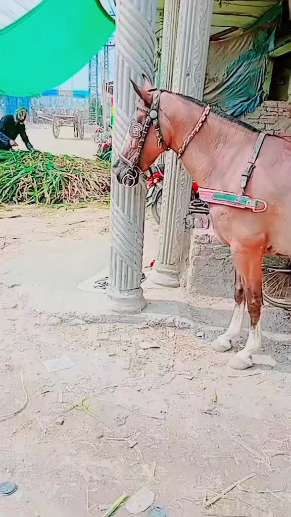 @ali Gujjar