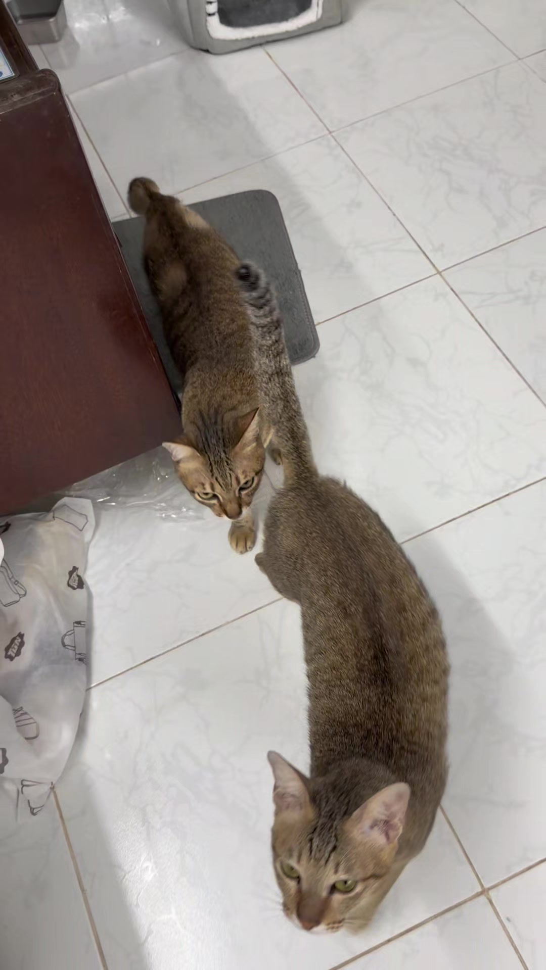 @Khế th&uacute;i