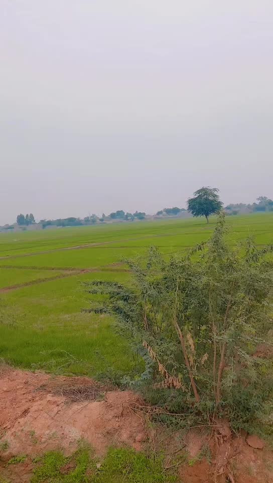 @ملک حماد جھٹیر