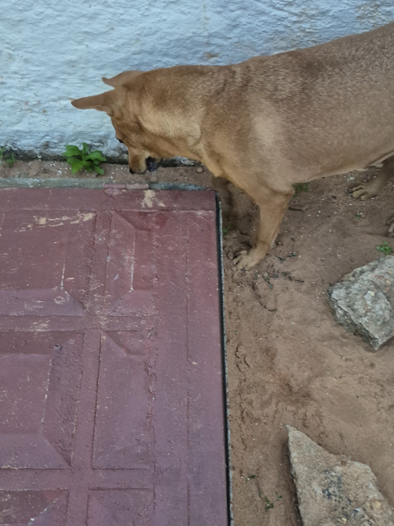 @Bimba/Nikita/Bruno🦴🐕