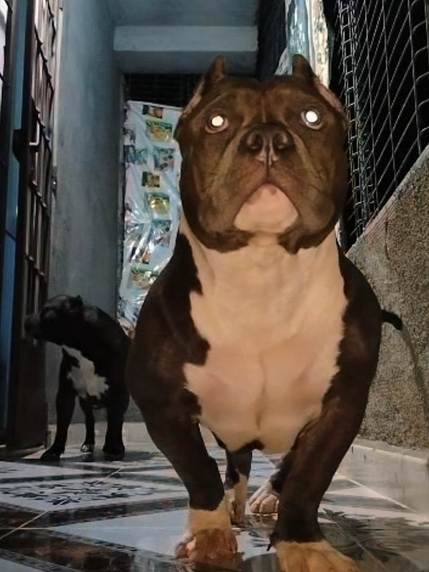 @bully xl dz 🇩🇿🦍