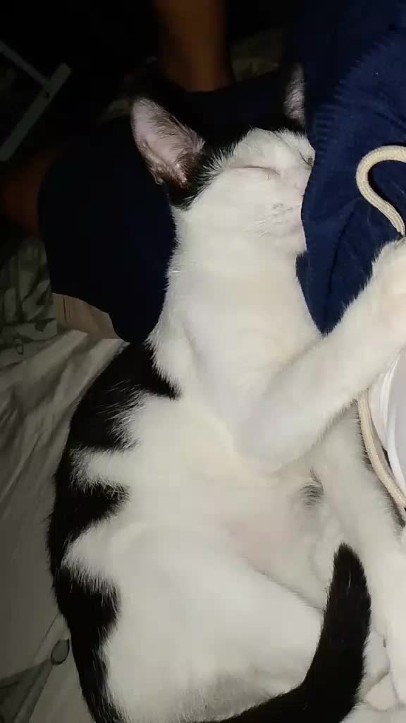 @sny meow🐈