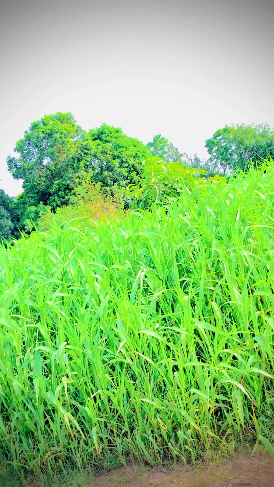 @tiktok.com/@falakshar3244