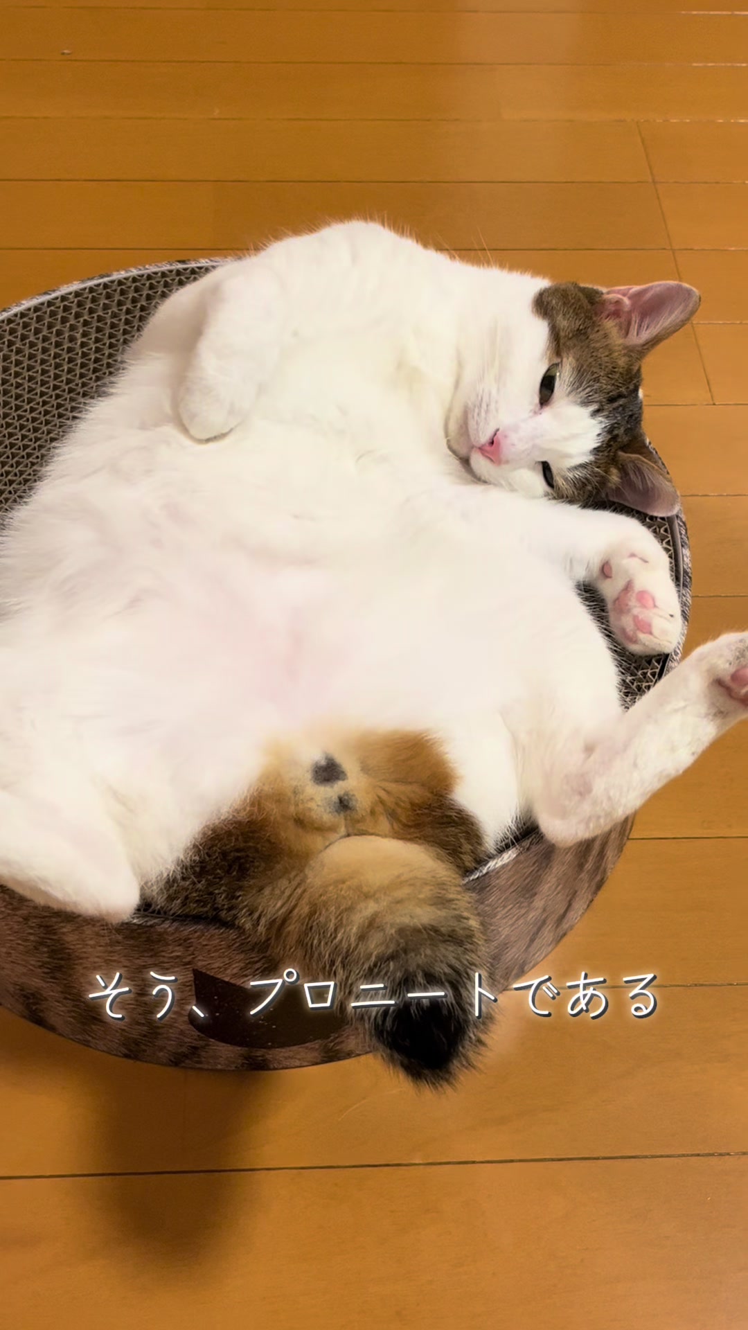 @ふくらんうみ🍶