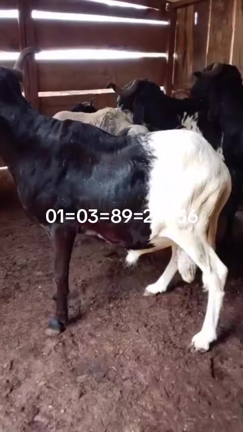 @Sangaré Moussa