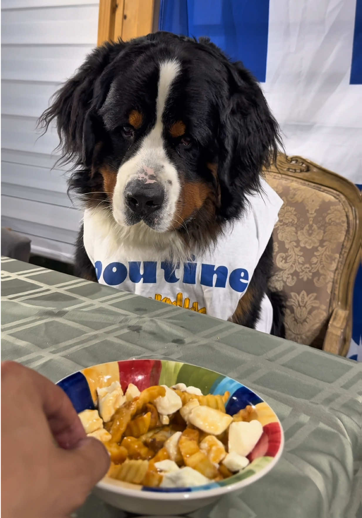 @Woody The Bernese