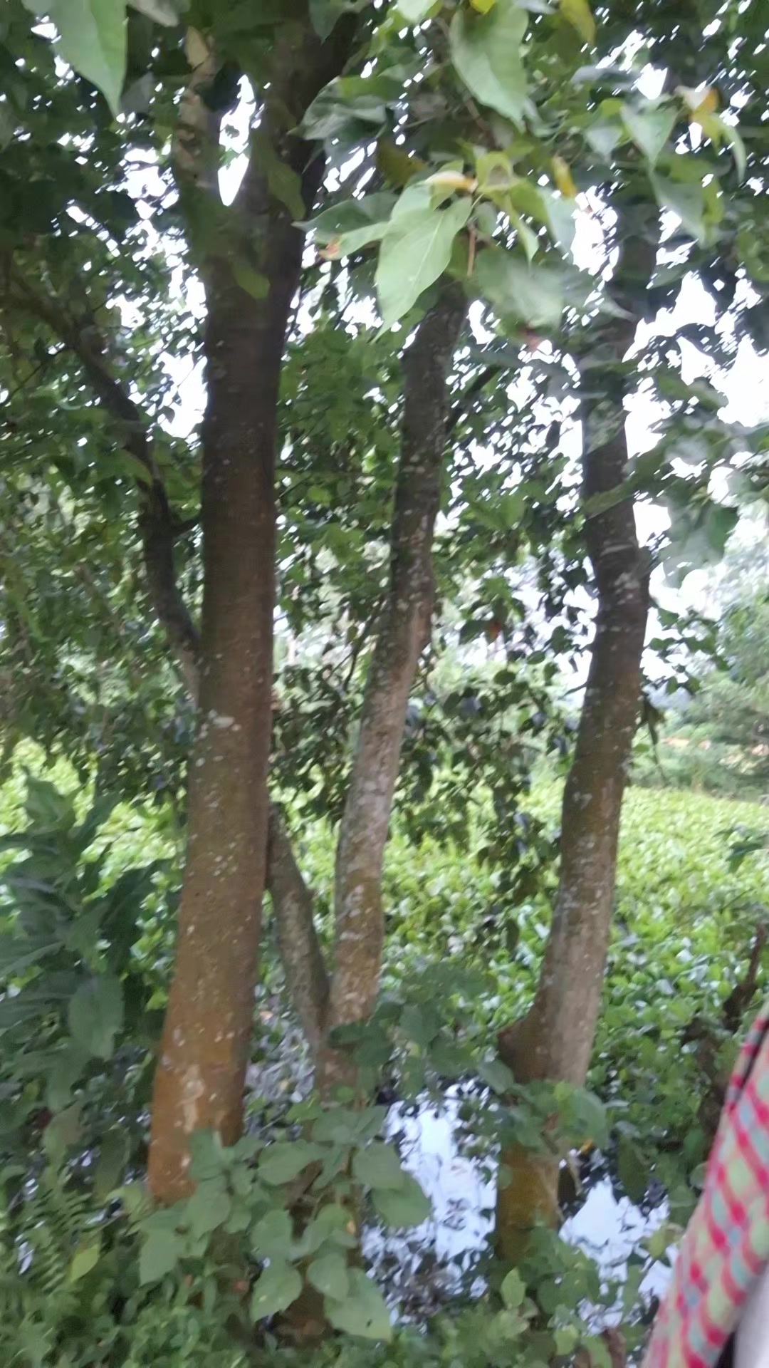 @Rajjak999