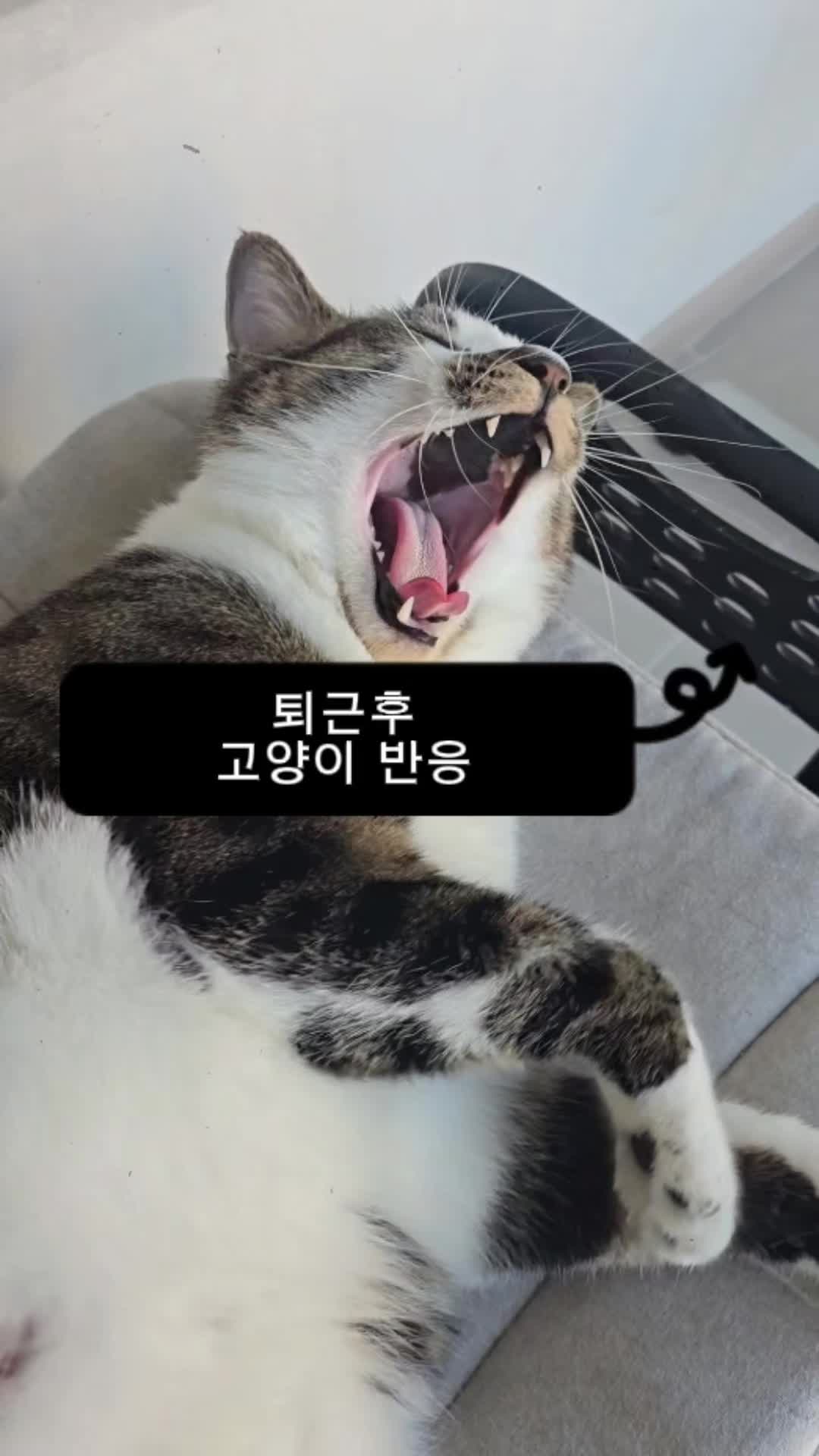 @재롬이와 재코