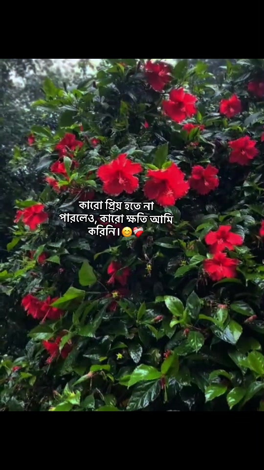 @⚜️Sheikh_Alvi⚜️