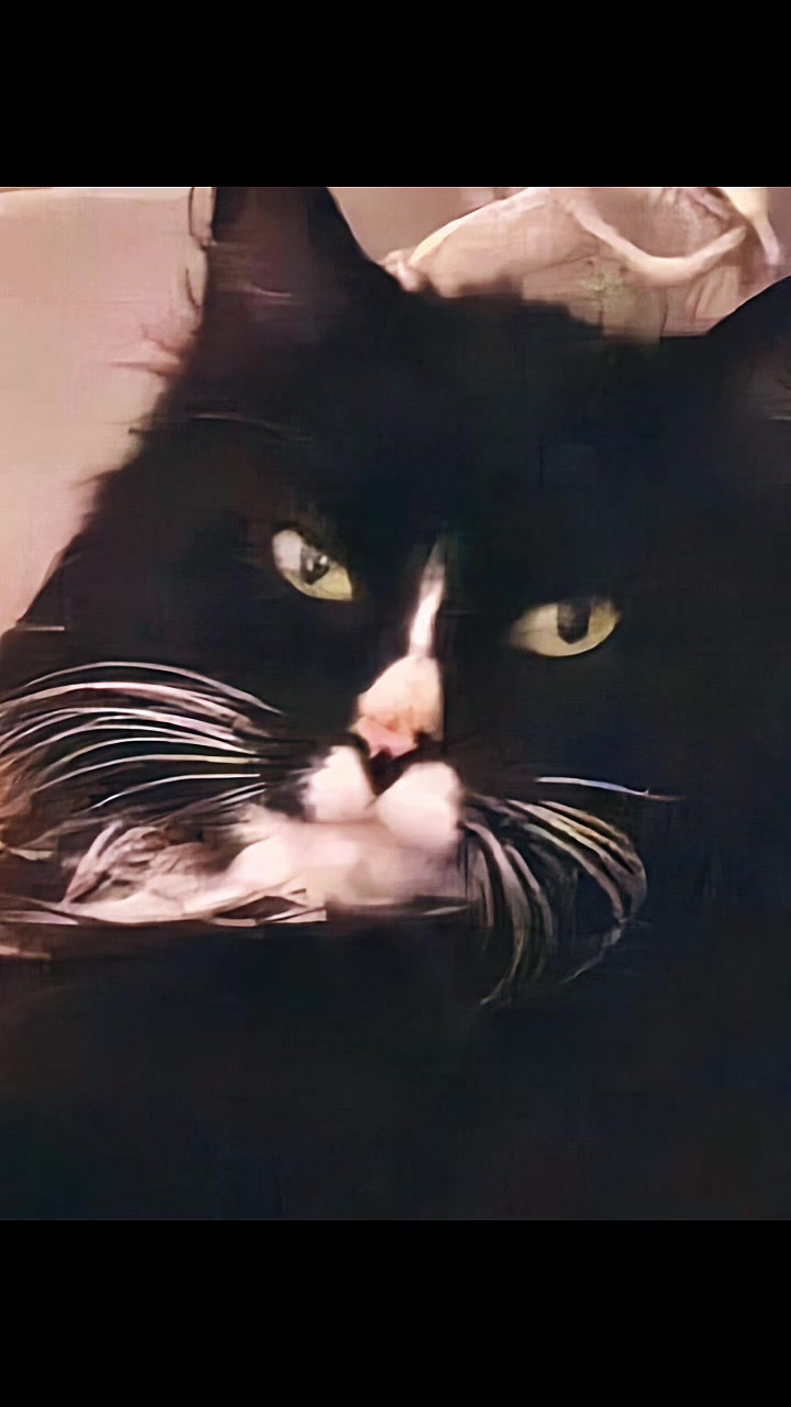 @AtticaTheTuxedoCat