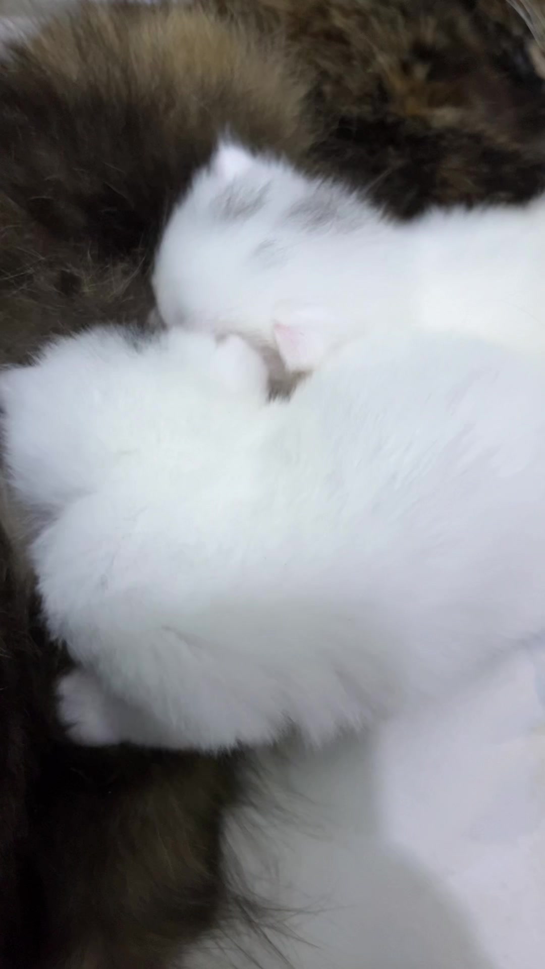 @🐇🐰elma... nohayet 🐈😸