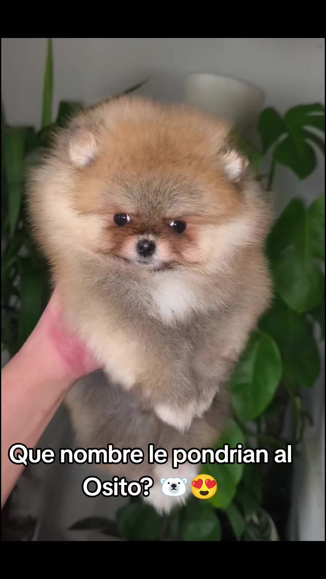 @Pomerania chile