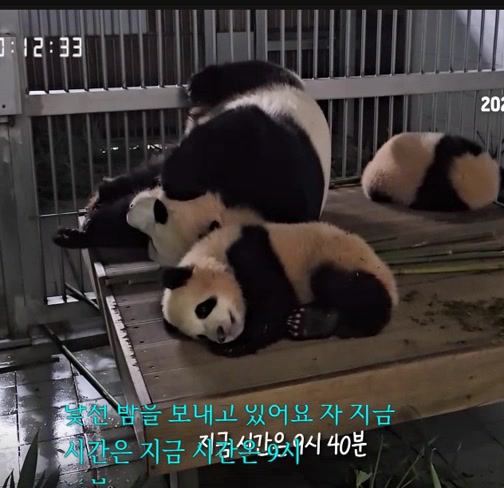@K-PANDA kim