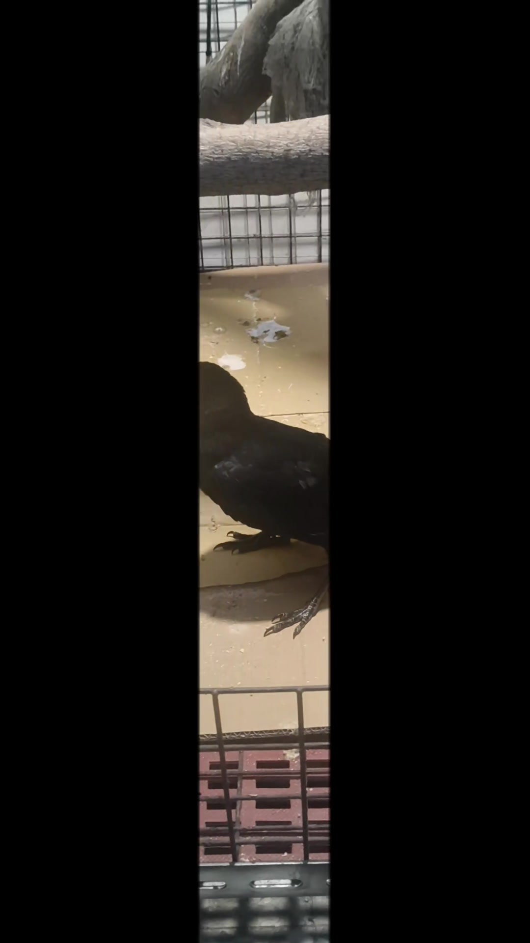 @豹貓老爹