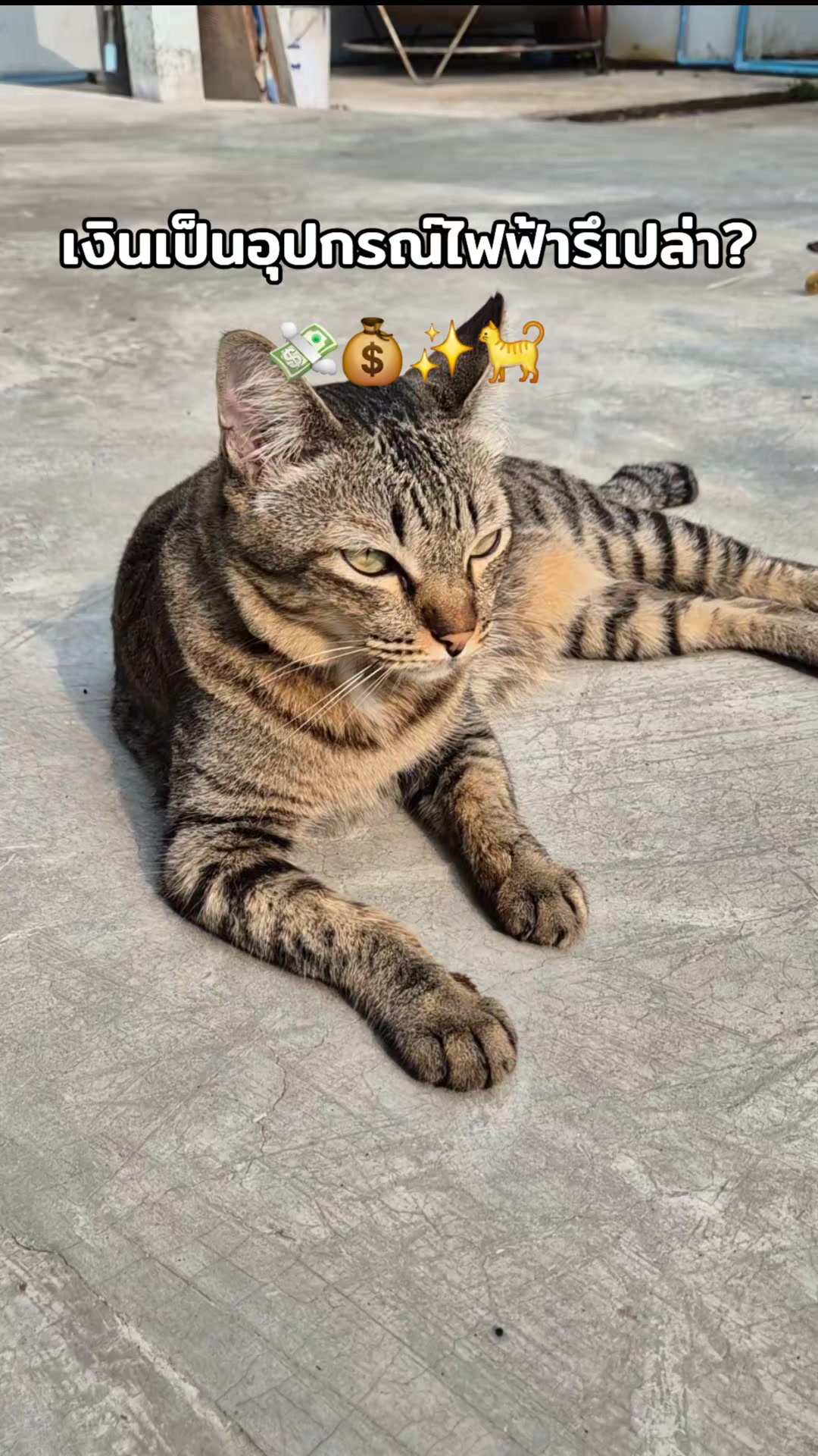 @M&M's Diary ❤🐈