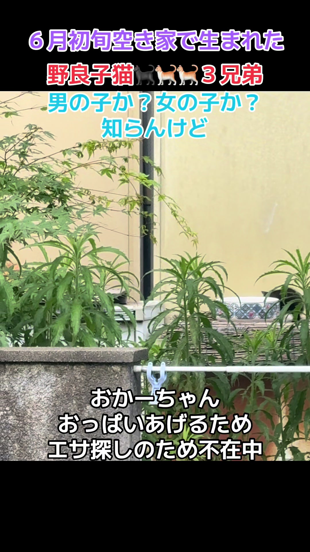 @みんみんみかん🍊