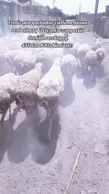 @ELŞAD QULİYEV EYVAZALİLAR