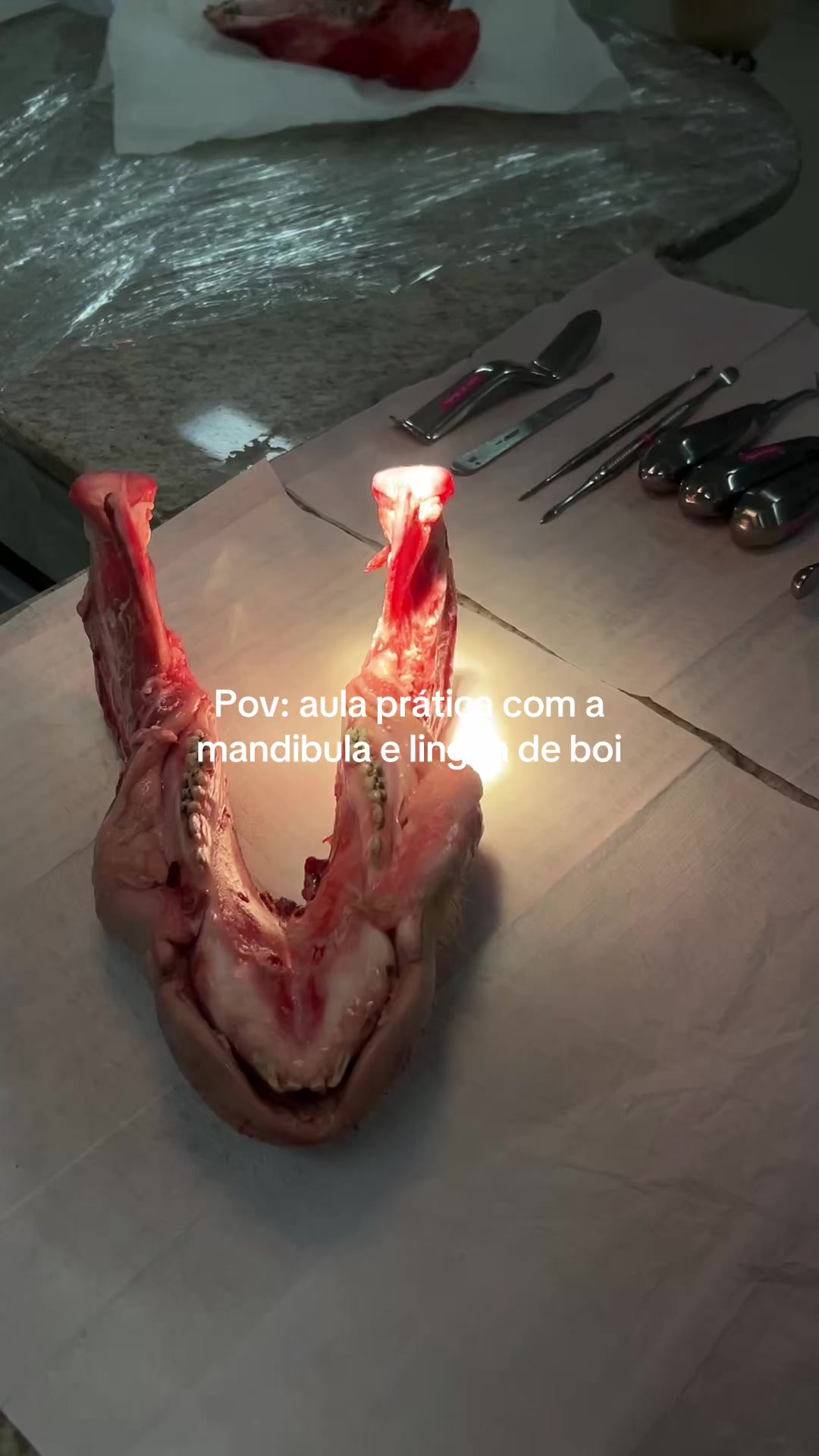 @sofia rocha