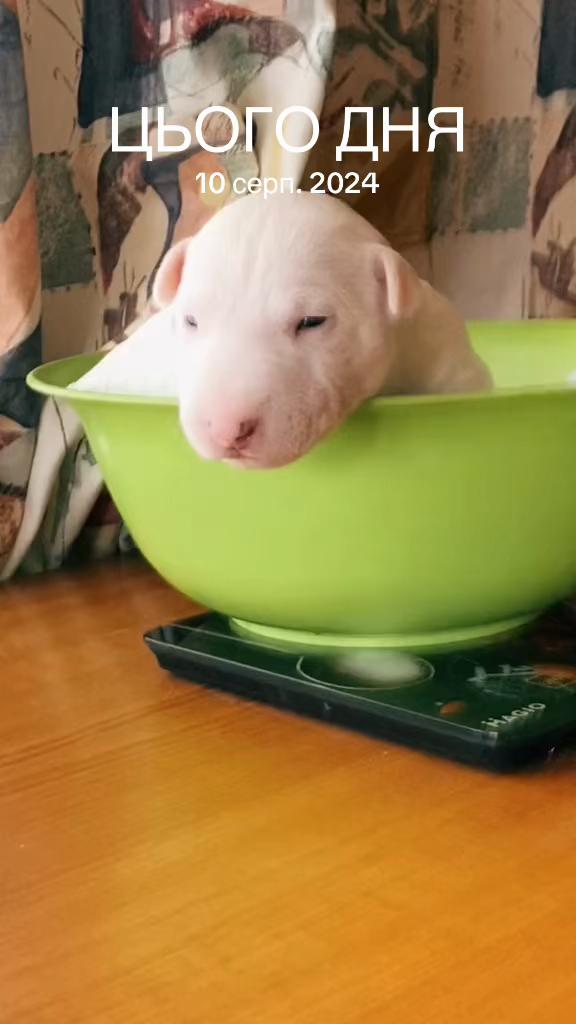 @Terra_Viva_minibullterrier