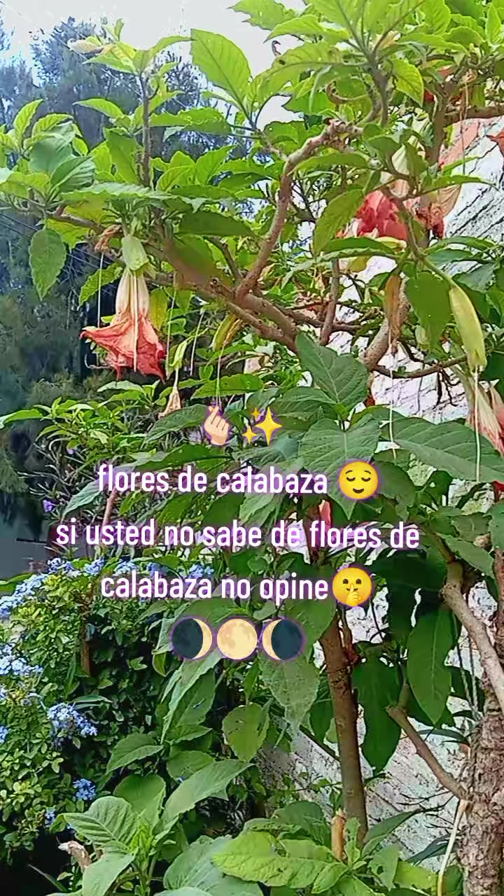 @🔮bruja🧹atnaxs🌒🌕🌘