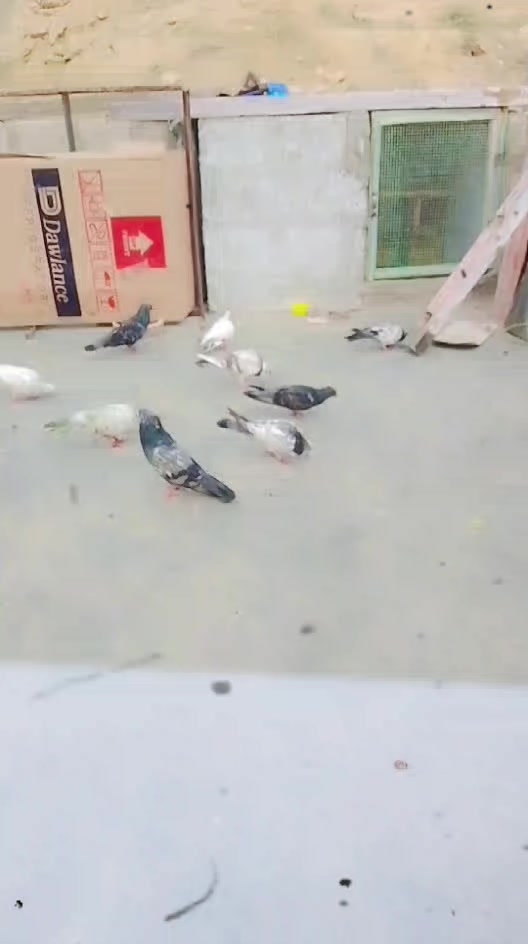 @waseemRajput8535