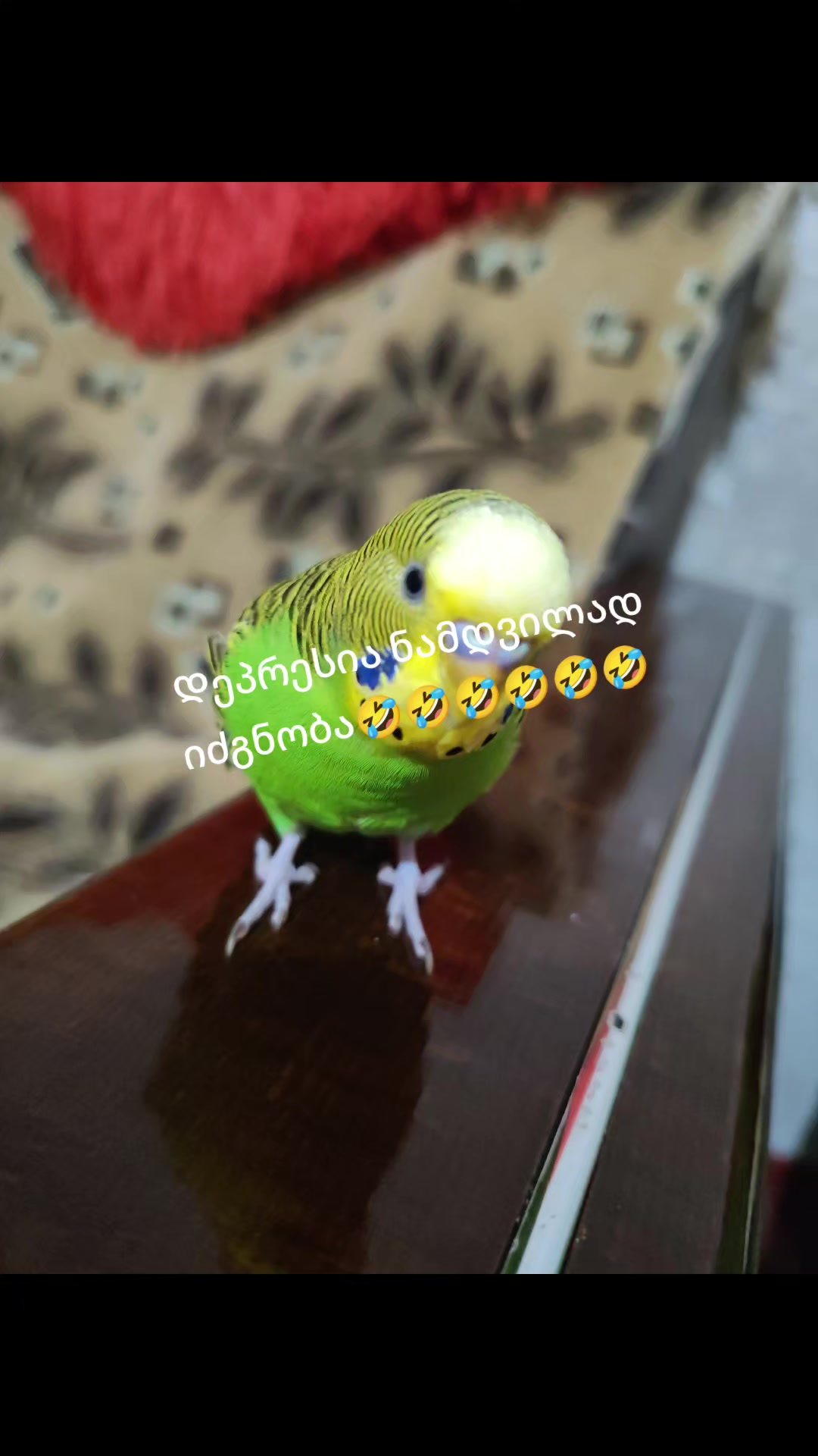 @🐞ნ10ა🐞
