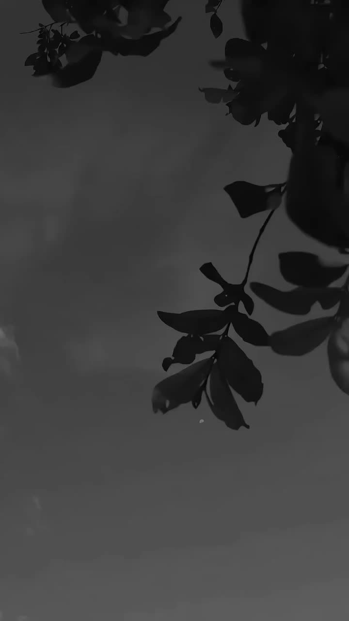 @ᥫSagittarius➴᭓