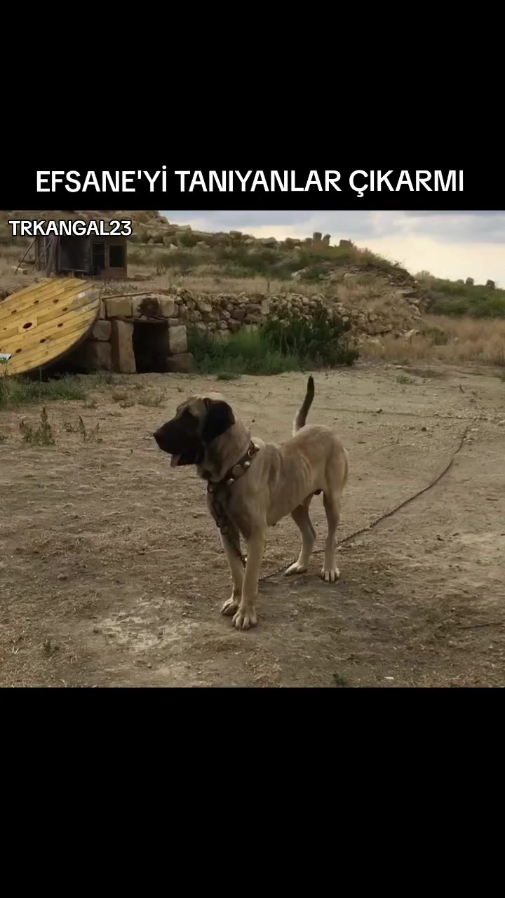 @🏆 TRKANGAL23 🏆