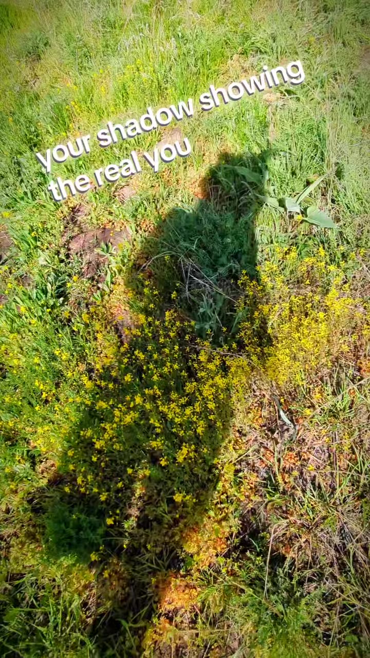 @Starlit Wolf