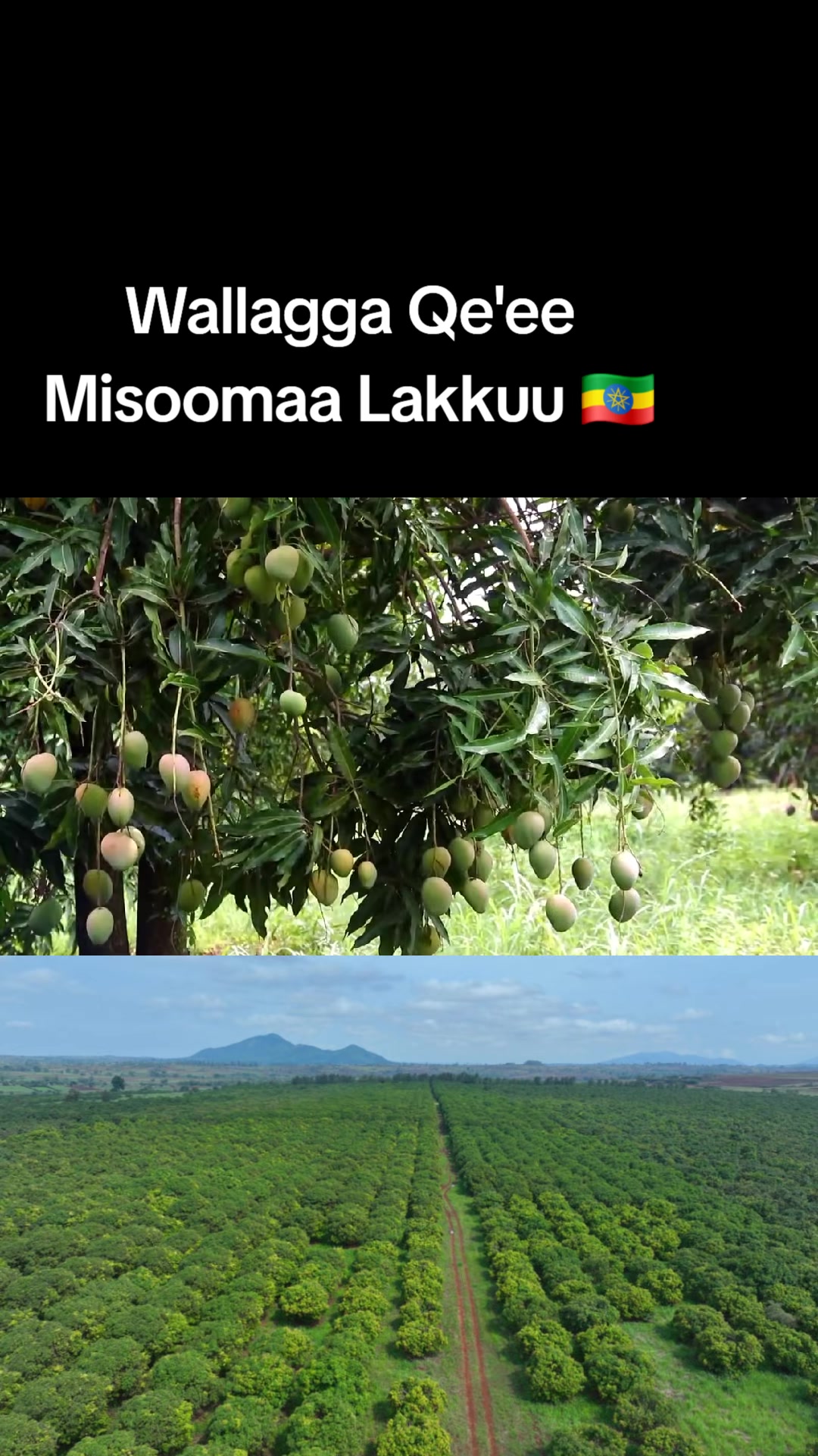 @Shimallis Abdisa Parody