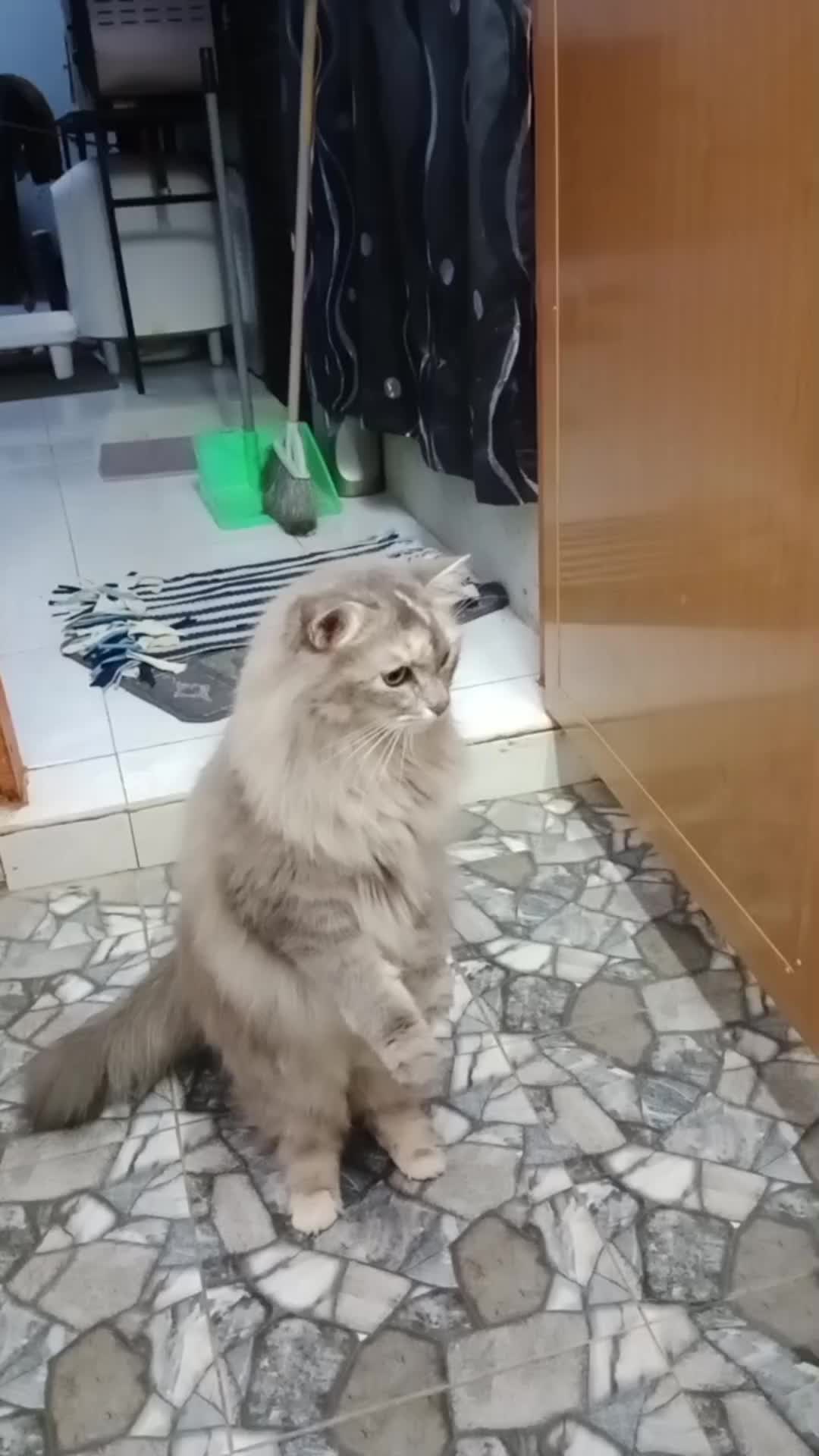 @JulietCat