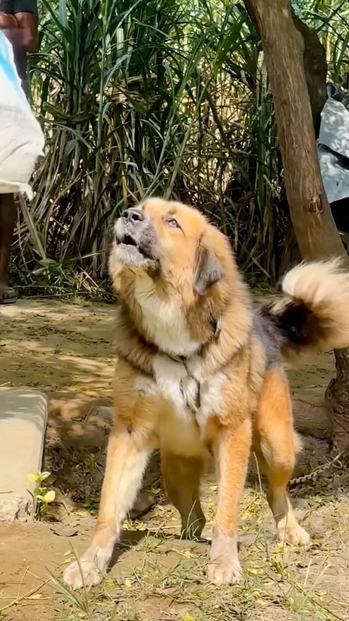 @Kashmiri_Bakrwal_Dog