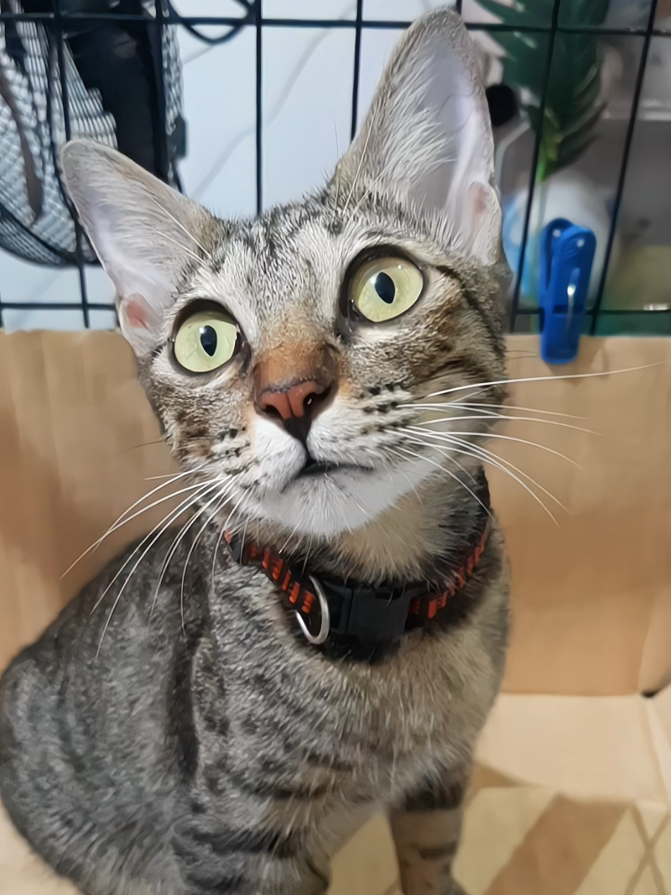 @nikka_mei | dailytabby