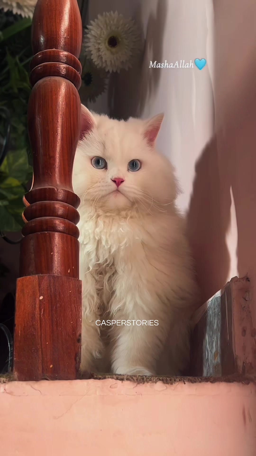 @𝑪𝒂𝒔𝒑𝒆𝒓 & 𝑴𝒊𝒏𝒏𝒊𝒆 🐾