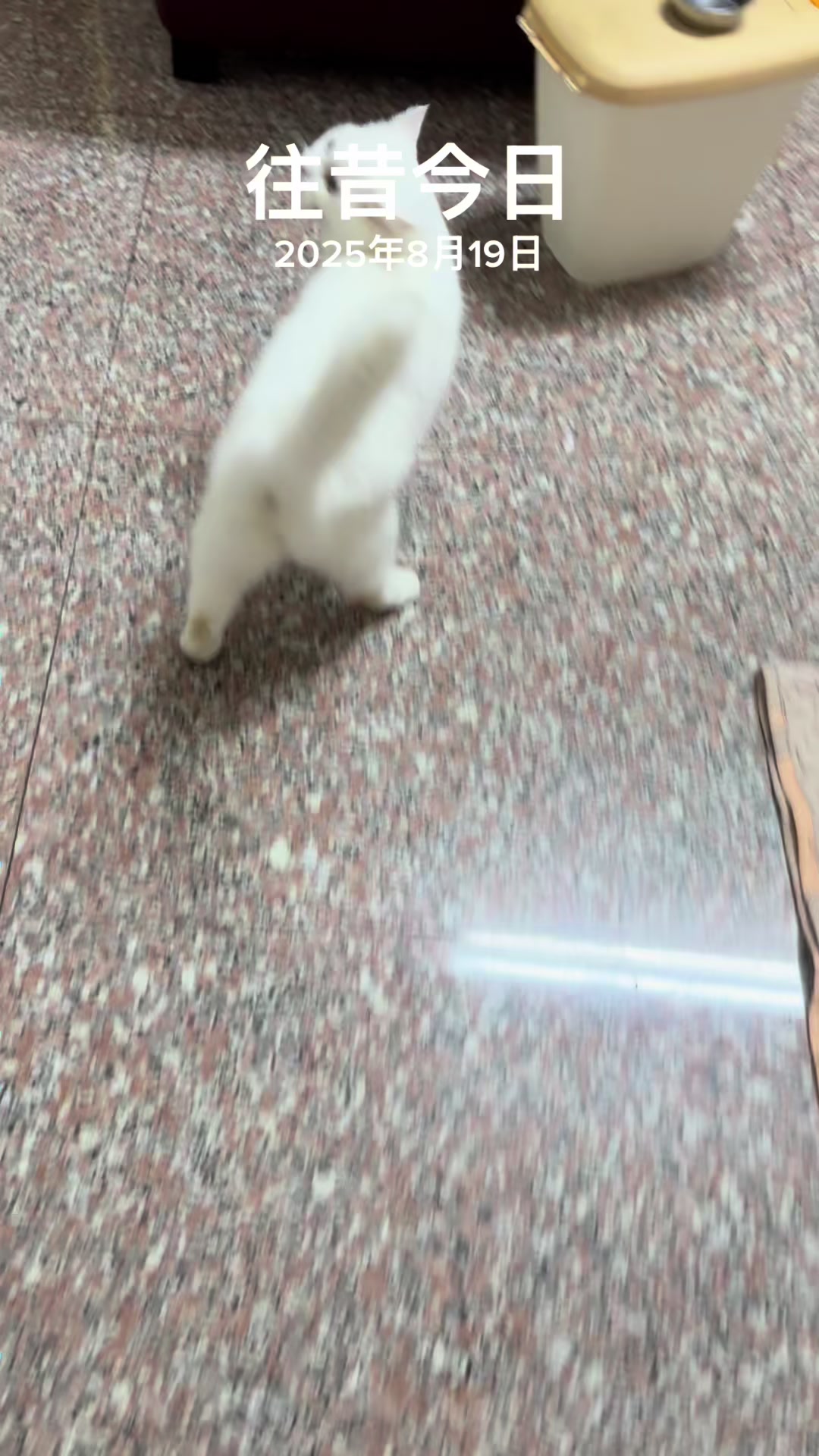@我家毛很多
