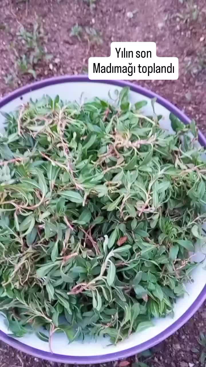 @&ouml;zlem g&uuml;ler