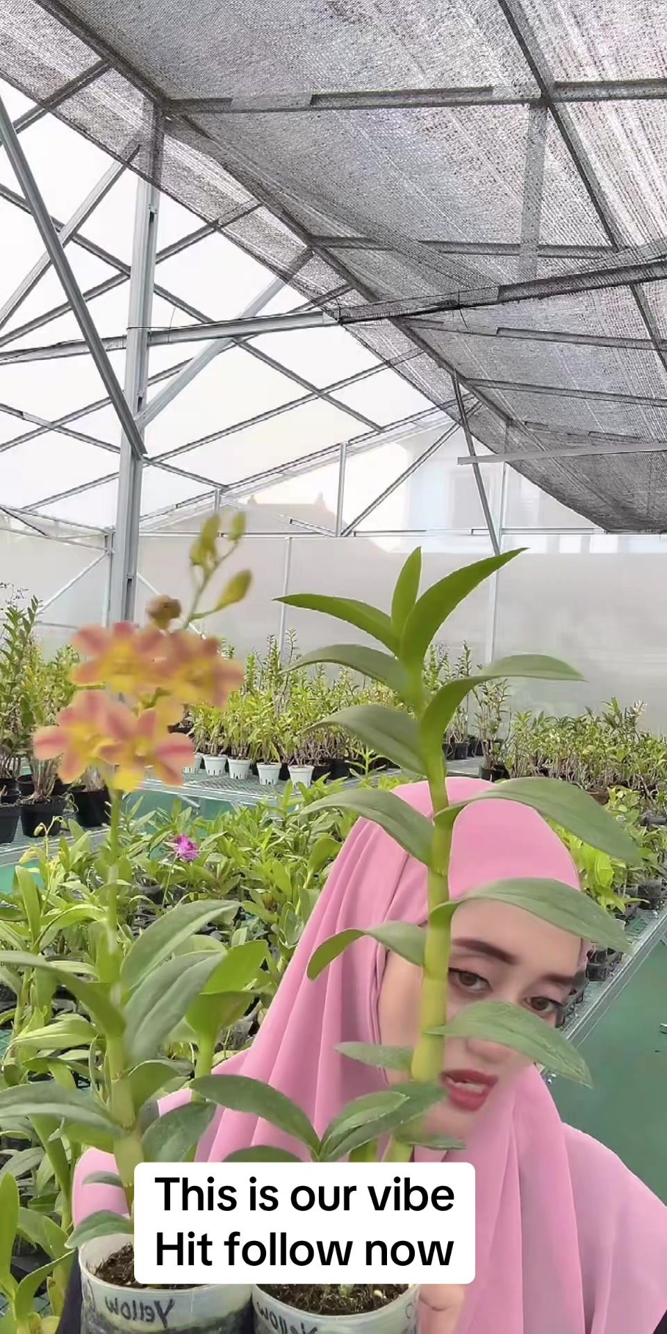@Anggina Orchid