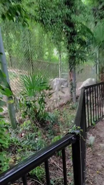 @oso