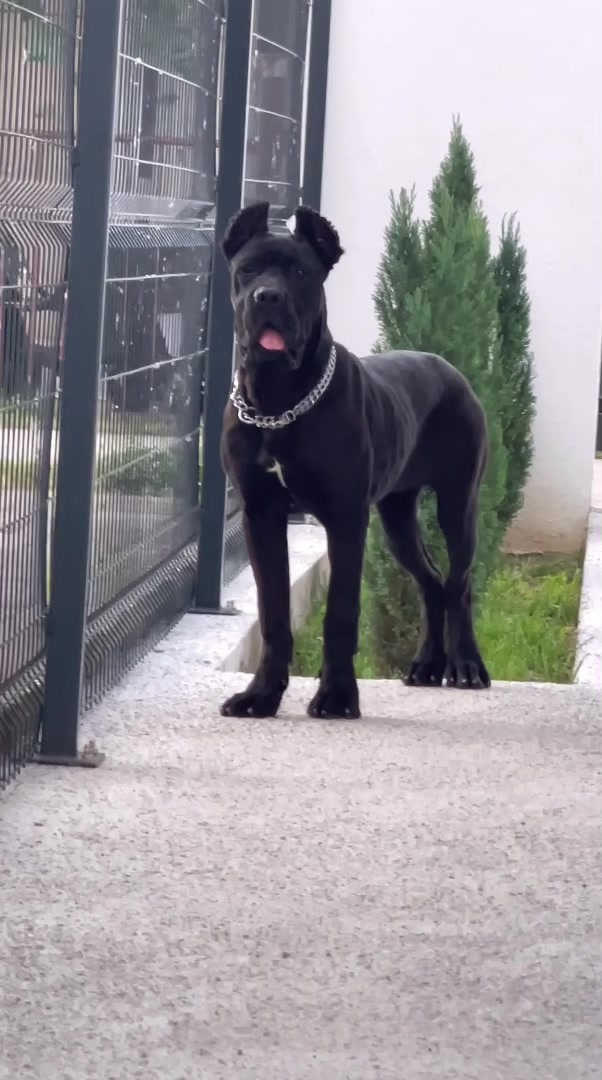 @CANE CORSO CLUB
