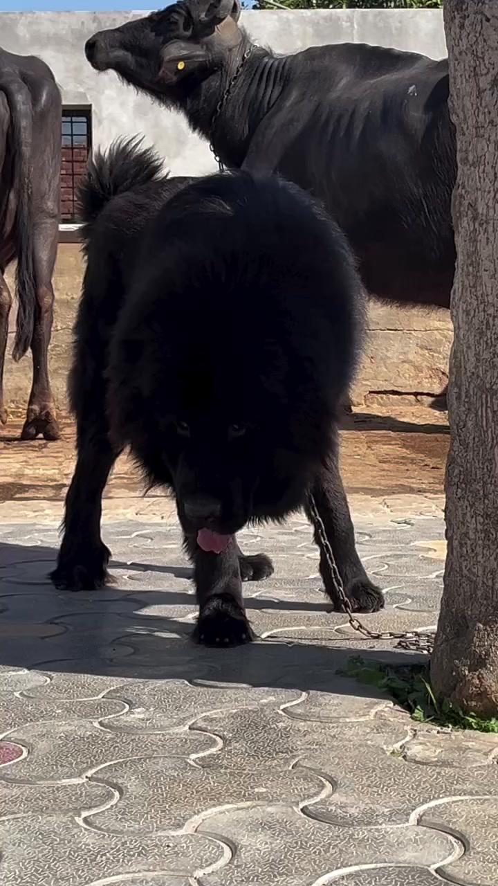 @Kashmiri_Bakrwal_Dog