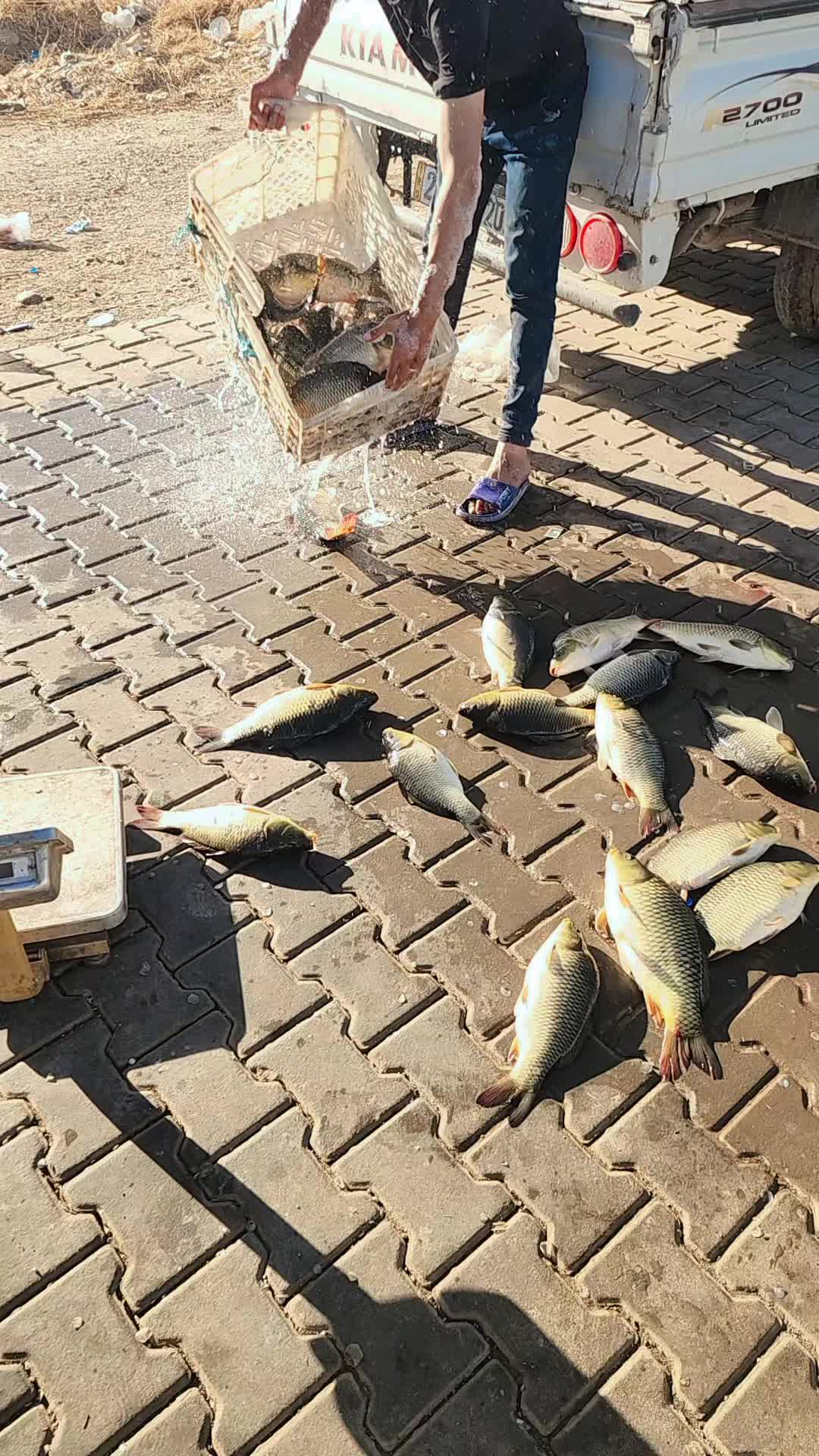 @🐟عارف زراریarf zrare🐟