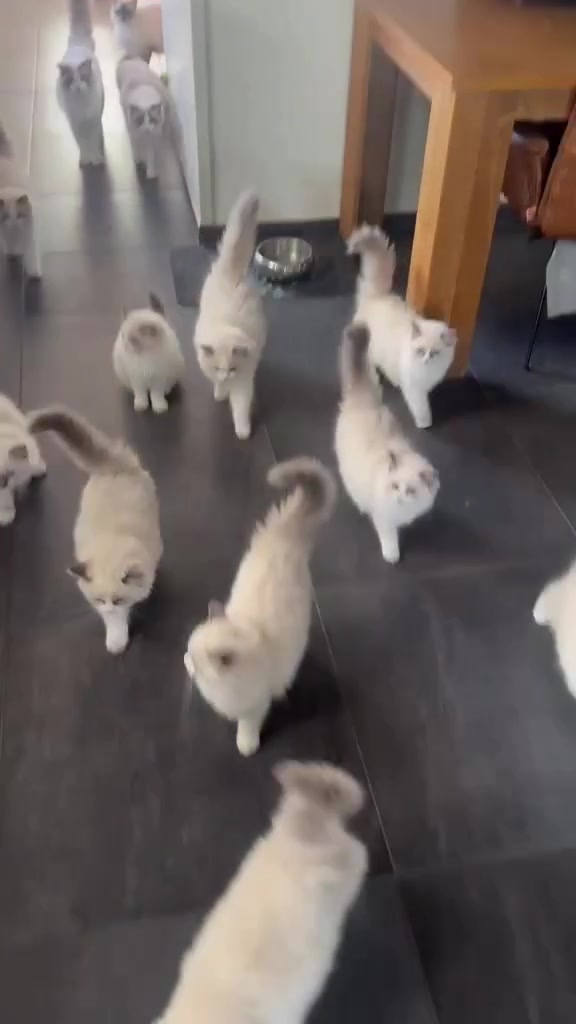 @I love ragdolls❤️