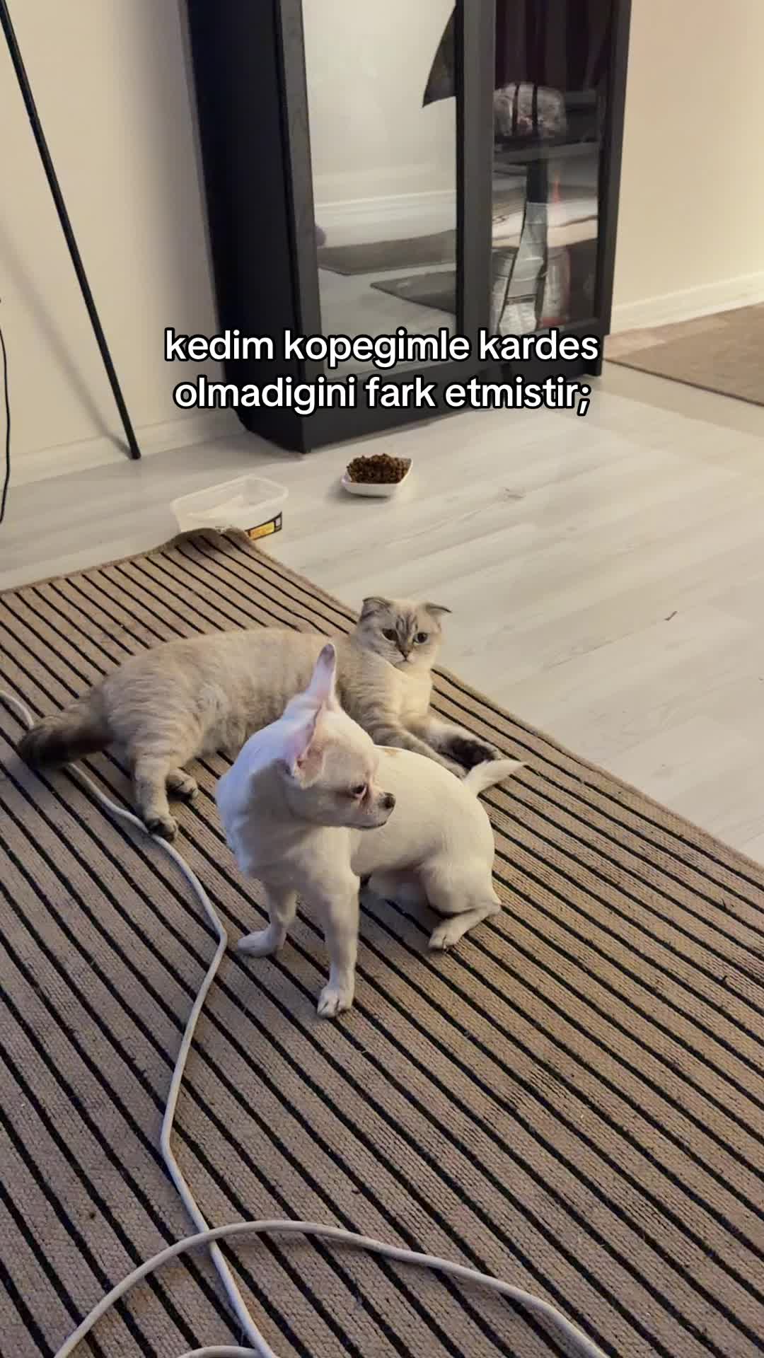 @feryal🐣