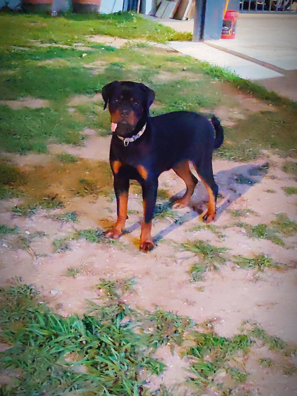@Bamboozler kennel