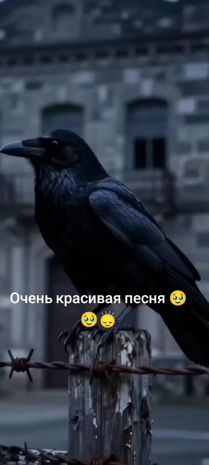 @꧁🦅 ᏙႮᏞͲႮᎡႮᏞ🦅꧂